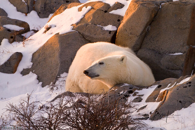 Polar Bear Print