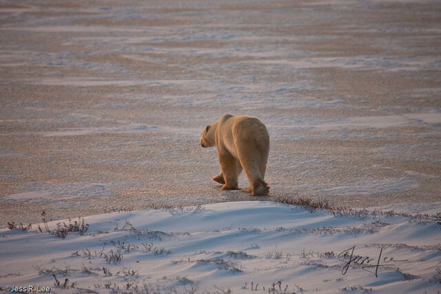 Polar Bear Print