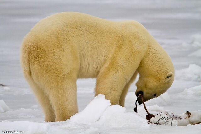 Polar Bear Print