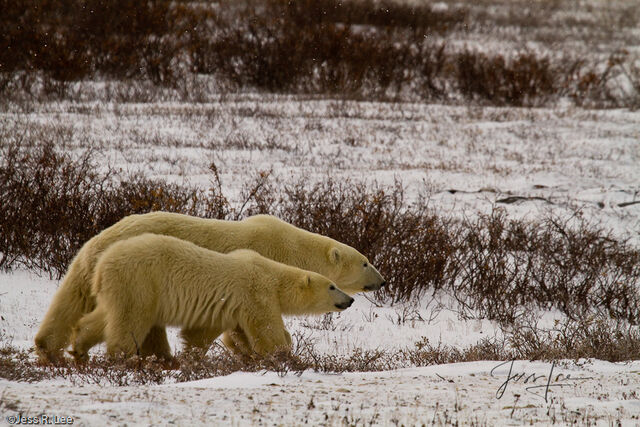 Polar Bear Print