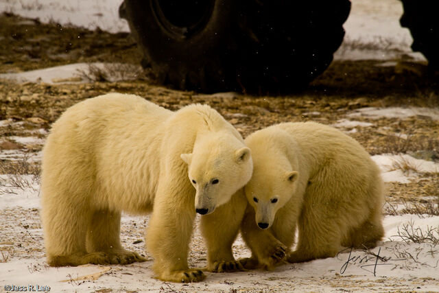Polar Bear Print