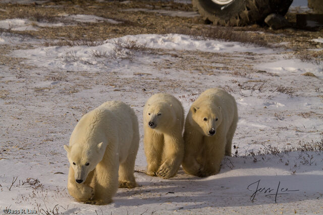 Polar Bear Print