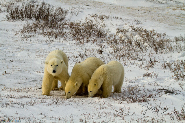 Polar Bear Print