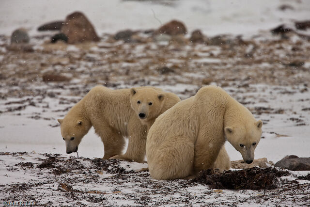 Polar Bear Print