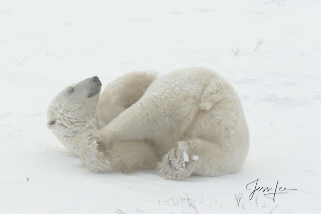 Polar Bear Print