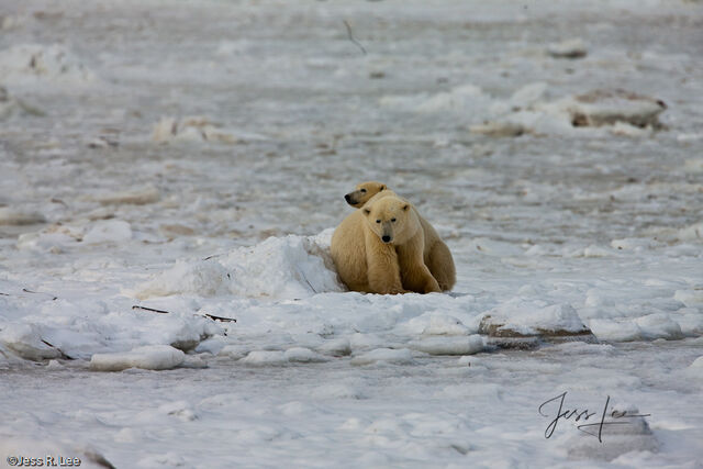 Polar Bear Print