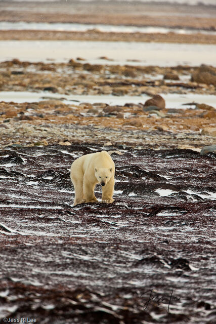 Polar Bear Print
