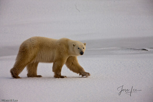 Polar Bear Print