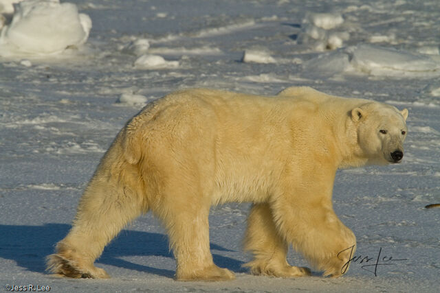 Polar Bear Print