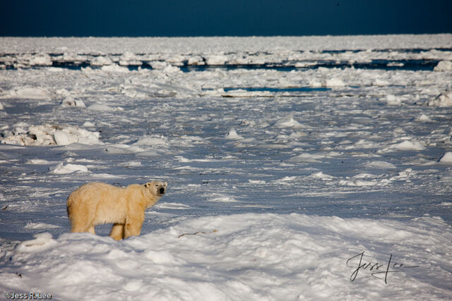 Polar Bear Print