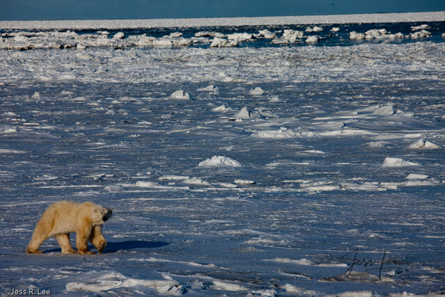 Polar Bear Print