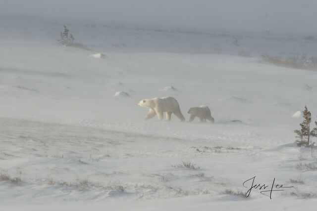 Polar Bear Print