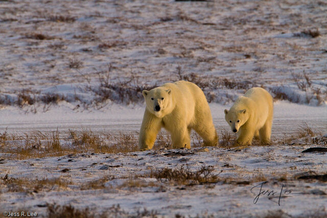 Polar Bear Print