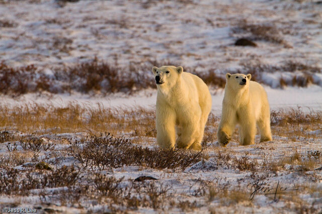 Polar Bear Print