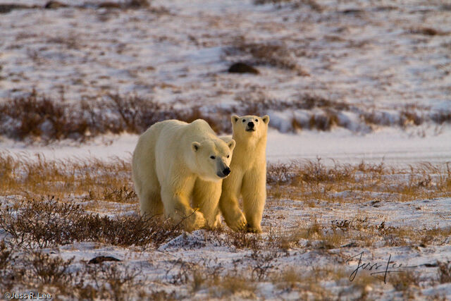 Polar Bear Print