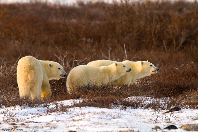 Polar Bear picture taken in Arctic Canada