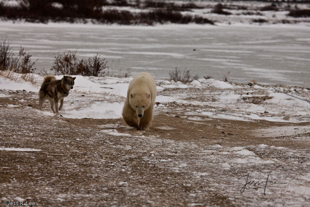 Polar Bear Print