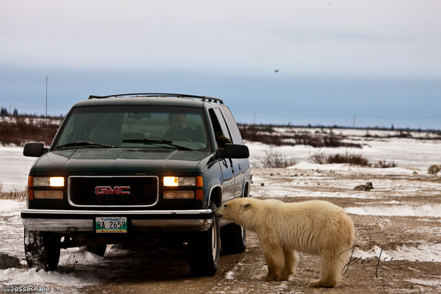 Polar Bear Print