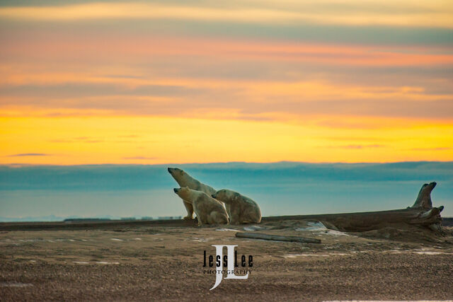 Polar Bear Print