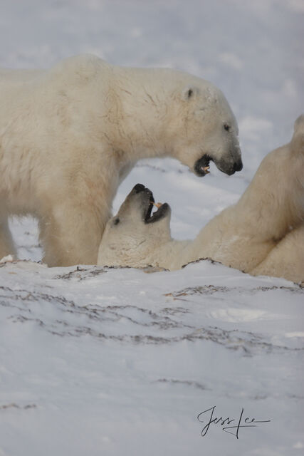 Polar Bear Print