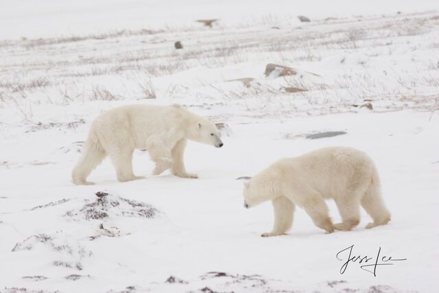 Polar Bear Print