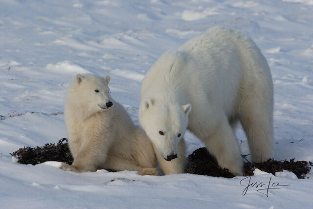 Polar Bear Print