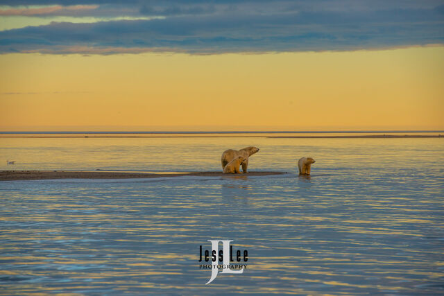 Polar Bear Print