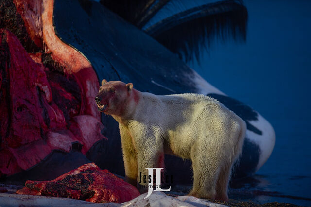 Polar Bear Print