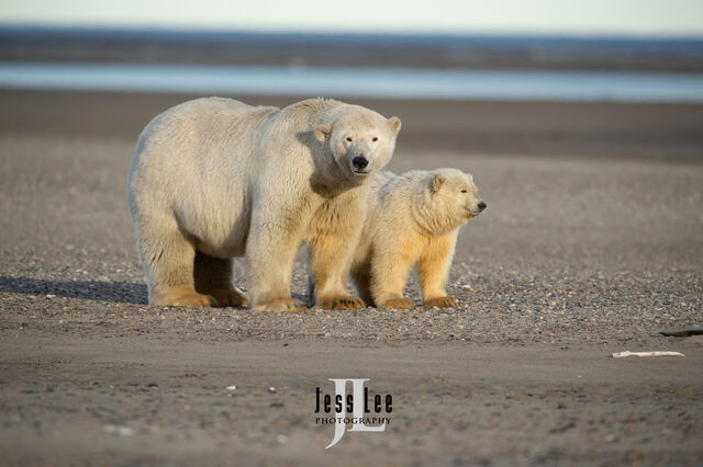 Well Fed Polar Bears