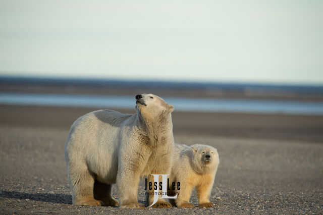 Polar Bear sow and cub