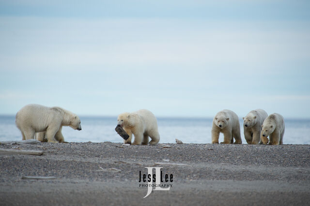 Polar Bear Print