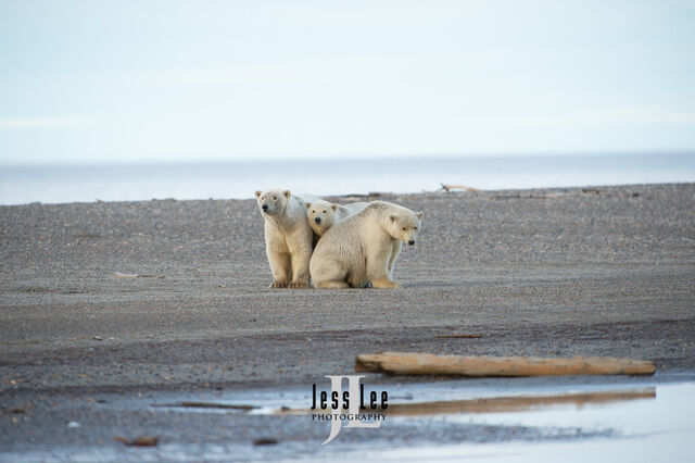 Polar Bear Patience 