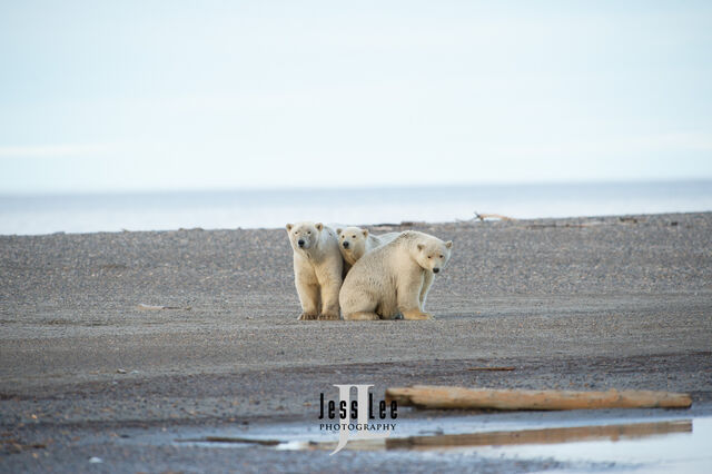 Polar Bear sow and cub