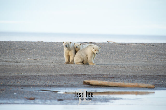 Polar Bear Family