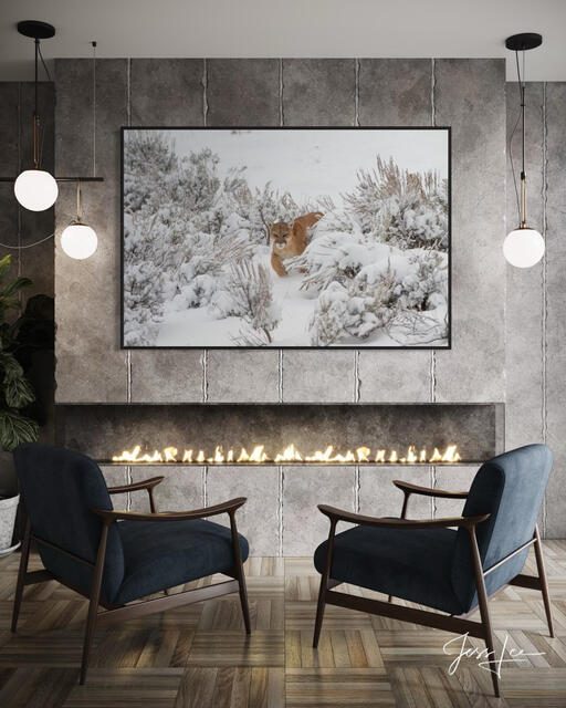 Winter Mountain Lion