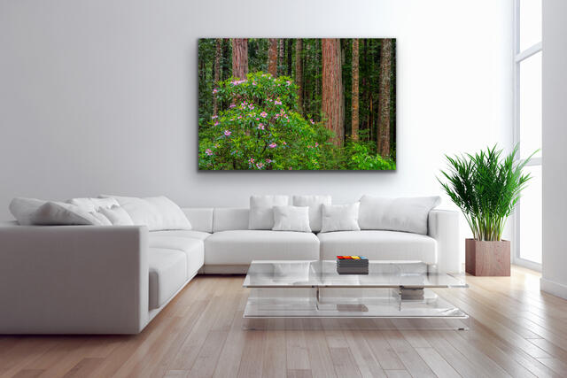 RedWood Spring