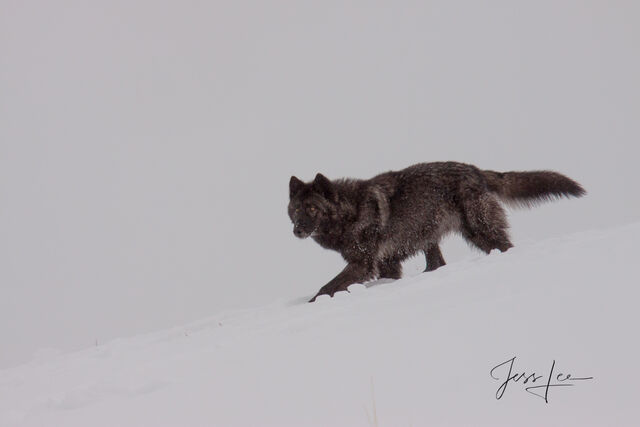 Picture of a Winter Wolf hunting