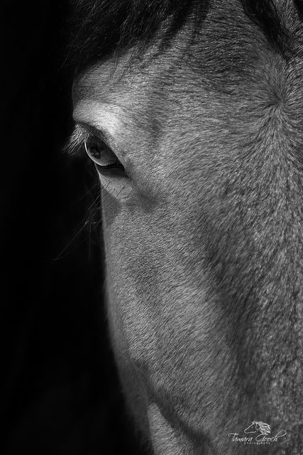 Black and White Eye Shot MG_6209