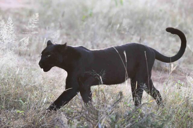 Dawn Stalking Black Leopard