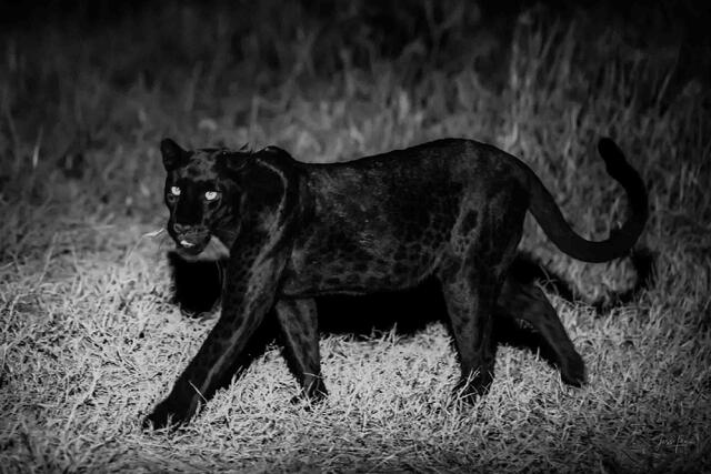 From the Darkness comes the huntress