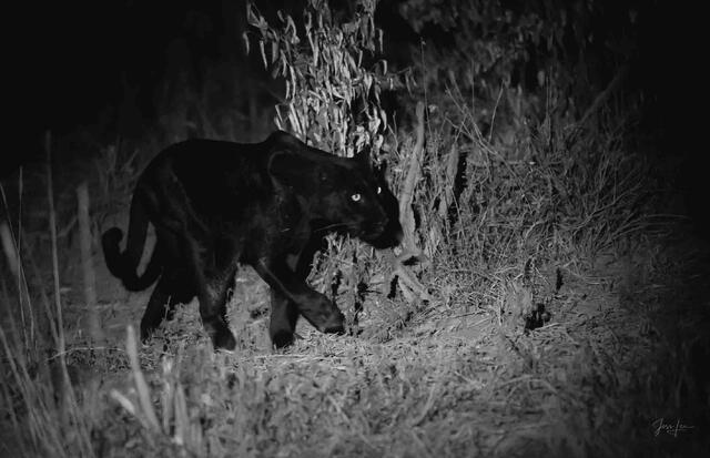 From the Night Comes the Hunting Leopard