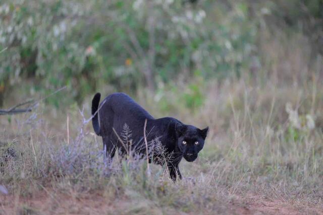 In her sights Black Leopard Hunting