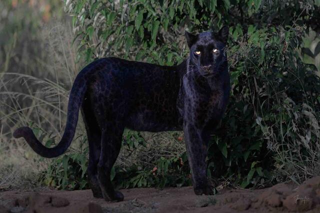 Shiver Time - Black Leopard