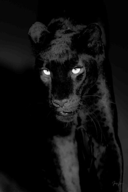 The eyes in the night
