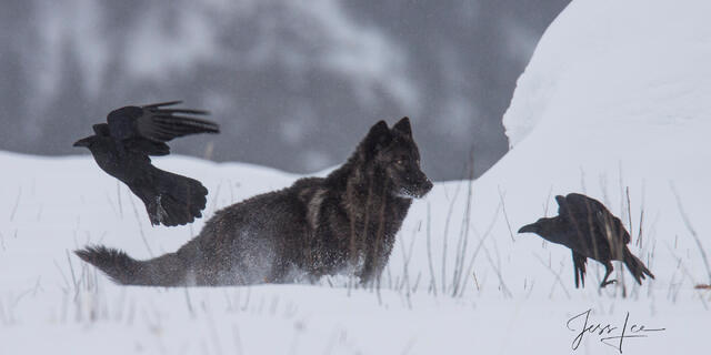 Fine Art Limited Edition Print of a Yellowstone Wolf in Snow