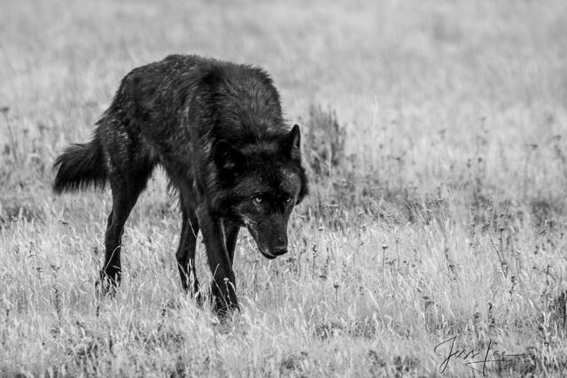 Fine Art Limited Edition Print of a Yellowstone Wolf in Snow. Cometh The Wolf
