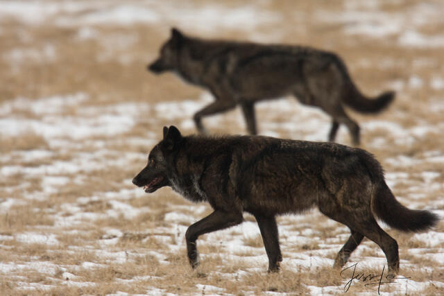 Fine Art Limited Edition Print of a Yellowstone Wolf in Snow