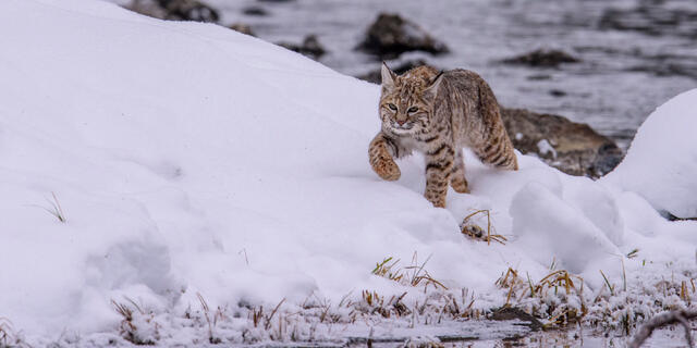 Bobcat caught mid-stride moving quickly through deep snow near the Madison River in Yellowstone, with its powerful athletic build on full display  by Jess Lee