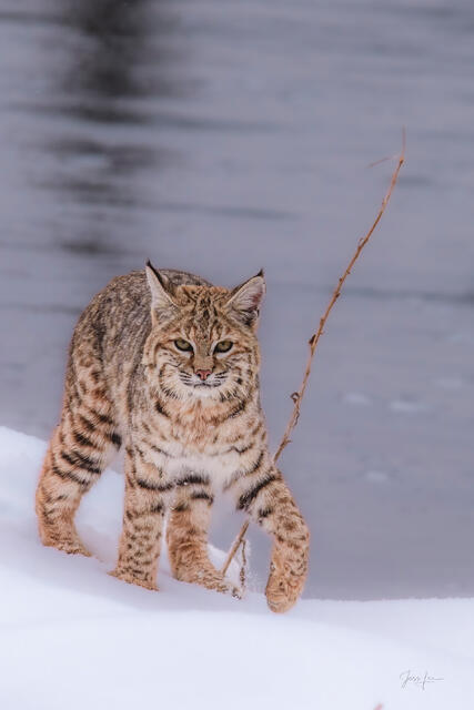 Bobcat standing along the Yellowstone riverbank with snowy ground, spotted coat providing natural camouflage in riparian habitat — fine art wildlife photography
