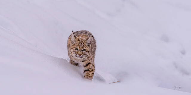 Fine art print of a bobcat walking directly toward the camera through fresh Yellowstone snow in January. Photographed at -40°F along the Madison River. Limited-